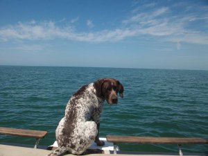 SANYO DIGITAL CAMERA